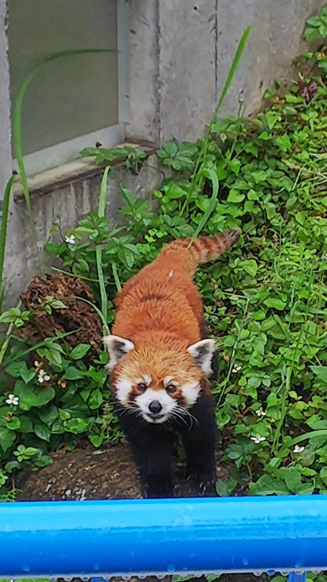 風子from風太ァズ